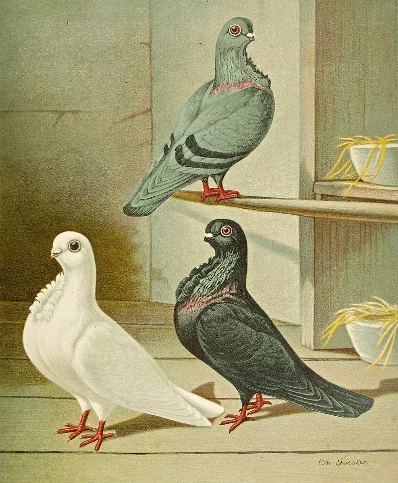 C Bubo Nominata Ii Wall Art by Gustav Prütz - High-Resolution Digital Print