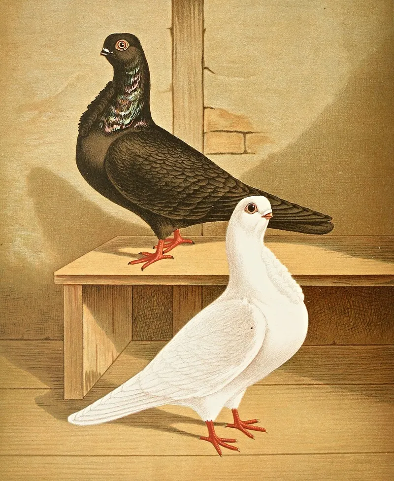 C Bubo Nominata Wall Art by Gustav Prütz - High-Resolution Digital Print