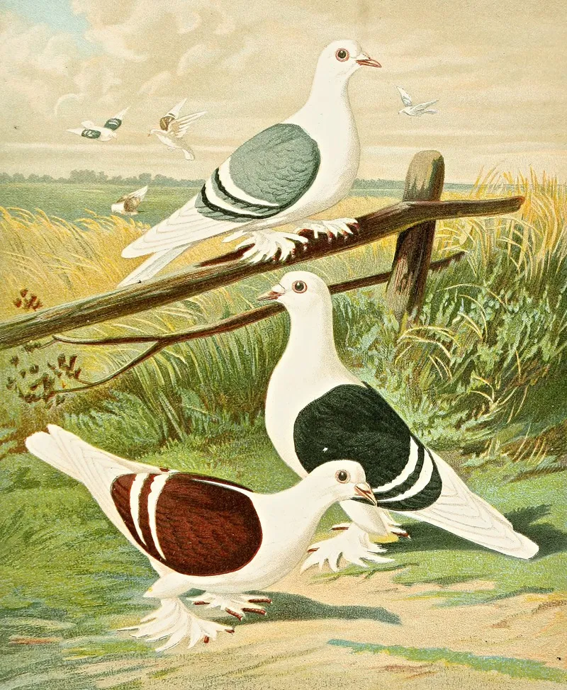 C Clypeata Wall Art by Gustav Prütz - High-Resolution Digital Print