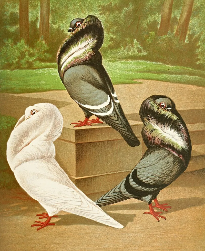 C Cucullata Ii Wall Art by Gustav Prütz - High-Resolution Digital Print