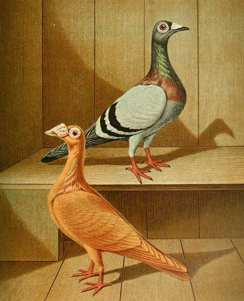 C Dimacha Wall Art by Gustav Prütz - High-Resolution Digital Print