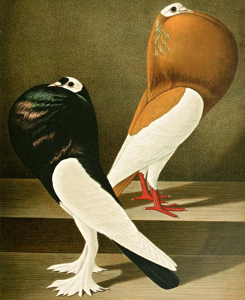 C Gutturosa Eques Wall Art by Gustav Prütz - High-Resolution Digital Print