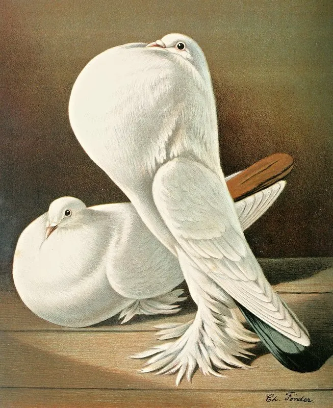 C Gutturosa Maxima Pom Wall Art by Gustav Prütz - High-Resolution Digital Print
