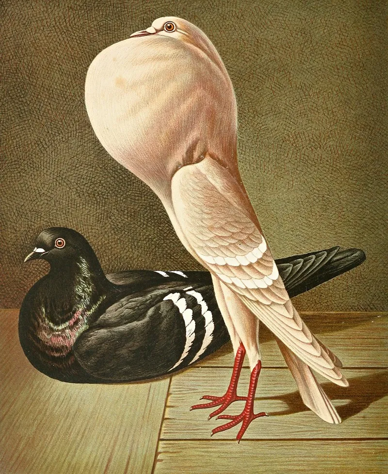 C Gutturosa Minima Wall Art by Gustav Prütz - High-Resolution Digital Print