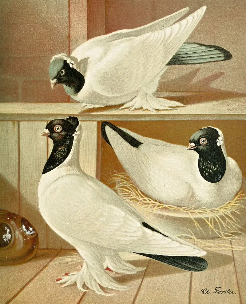 C Gyratrix Coloriceps Wall Art by Gustav Prütz - High-Resolution Digital Print