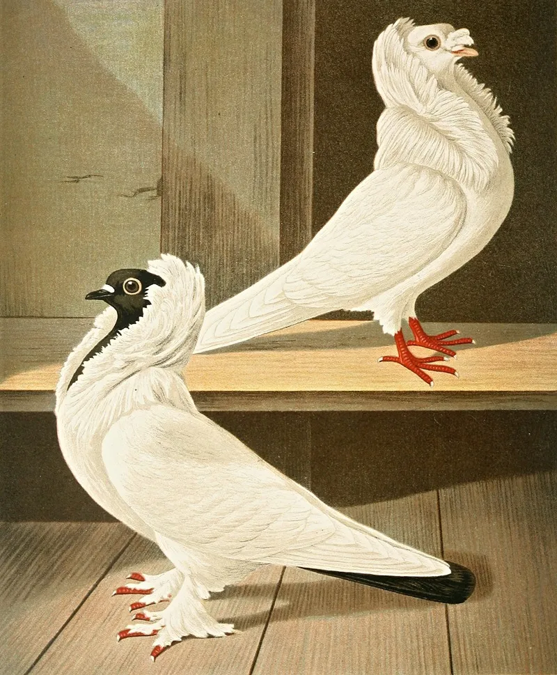 C Jubata Wall Art by Gustav Prütz - High-Resolution Digital Print