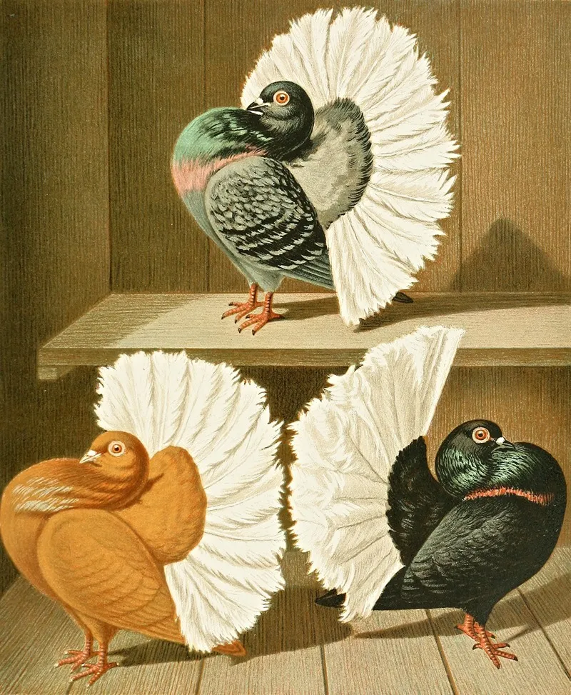 C Laticaudae Ii Wall Art by Gustav Prütz - High-Resolution Digital Print