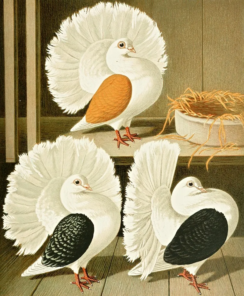 C Laticaudae Wall Art by Gustav Prütz - High-Resolution Digital Print