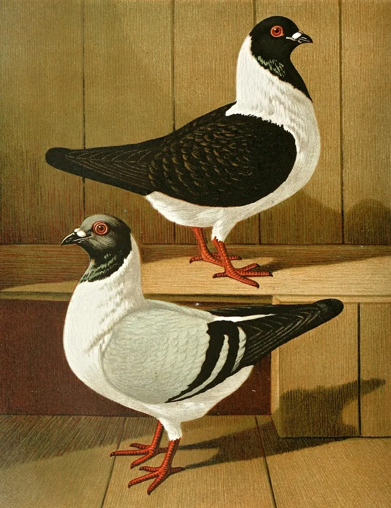 C Mutinensis Wall Art by Gustav Prütz - High-Resolution Digital Print