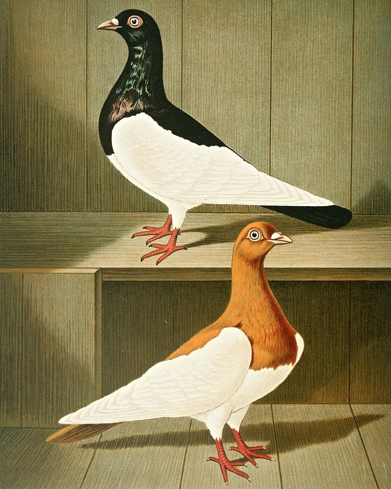 C Pica Wall Art by Gustav Prütz - High-Resolution Digital Print