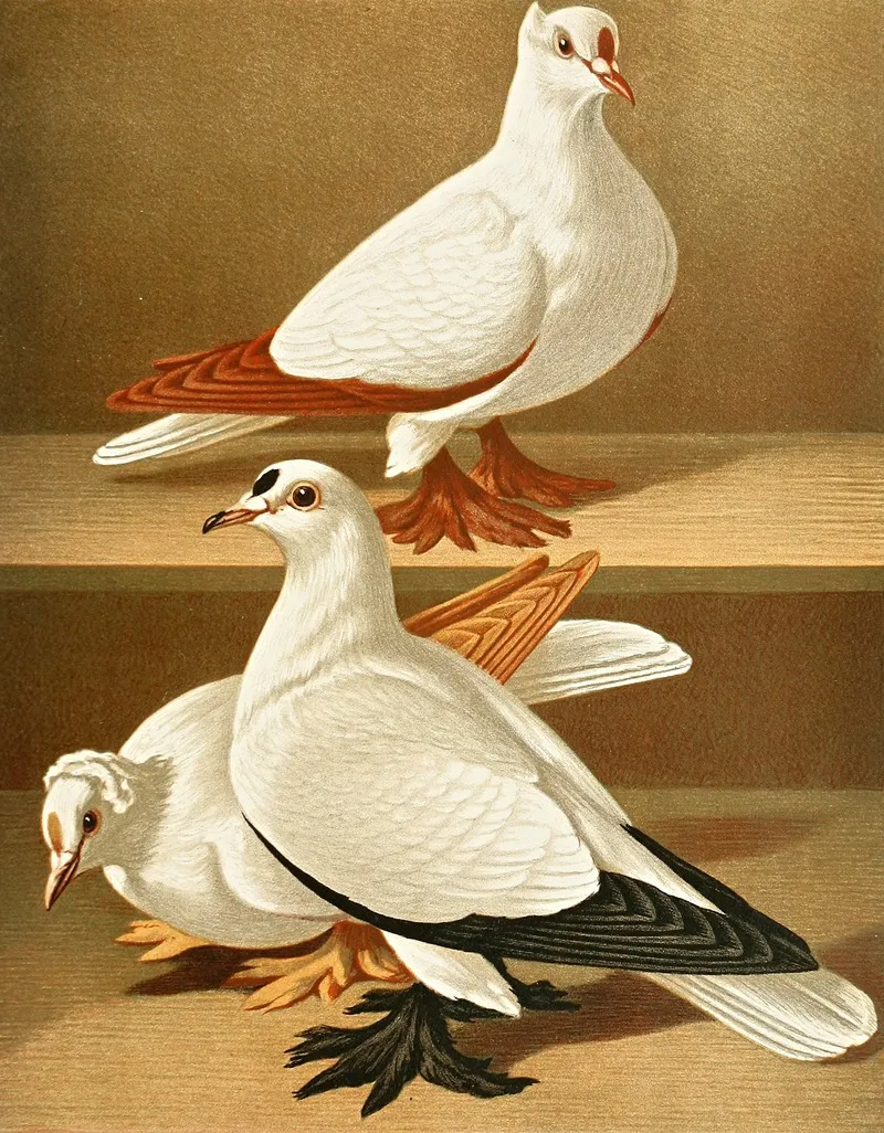 C Remigalis Wall Art by Gustav Prütz - High-Resolution Digital Print