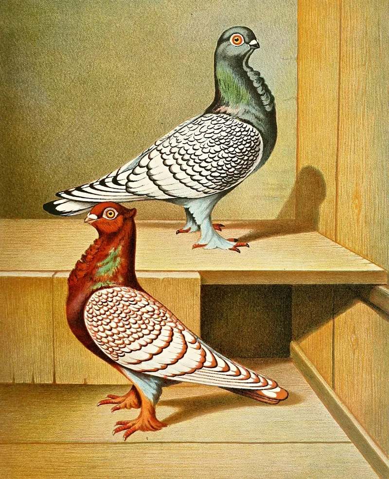 C Stictae Wall Art by Gustav Prütz - High-Resolution Digital Print