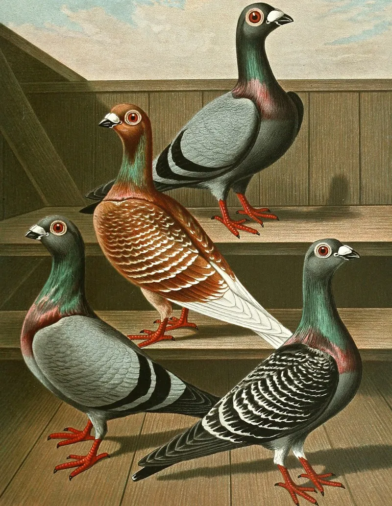 C Tabellaria Europea Wall Art by Gustav Prütz - High-Resolution Digital Print