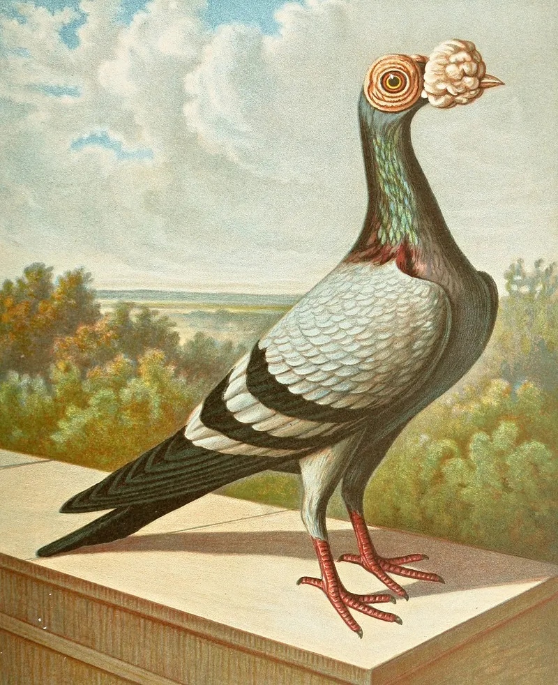 C Tabellarica Persica Wall Art by Gustav Prütz - High-Resolution Digital Print