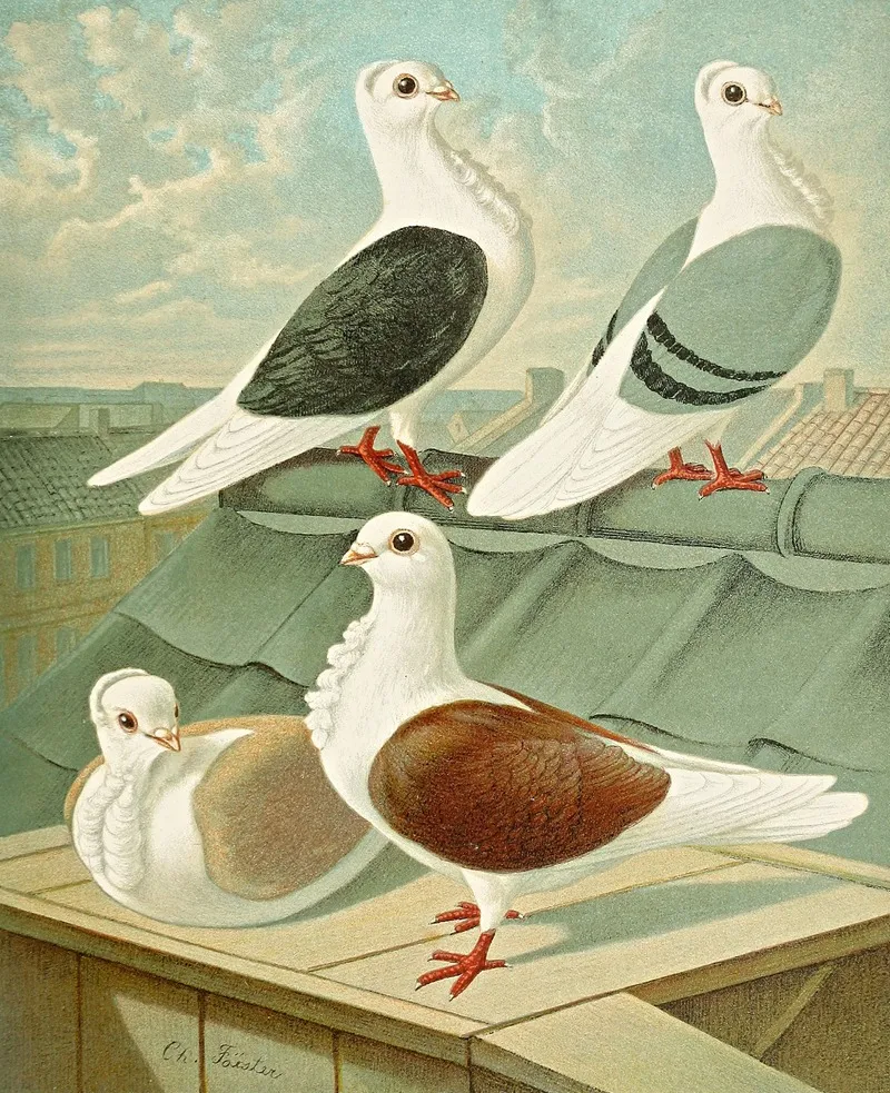 C Turbita Ii Wall Art by Gustav Prütz - High-Resolution Digital Print