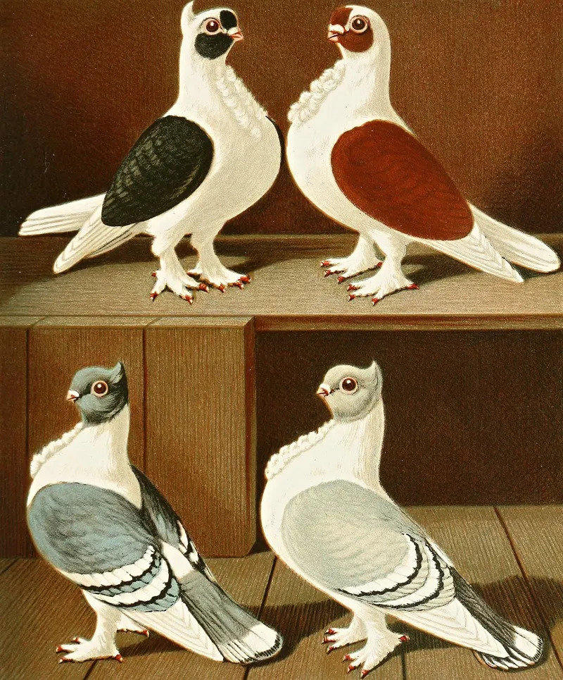 C Turbitinae Wall Art by Gustav Prütz - High-Resolution Digital Print