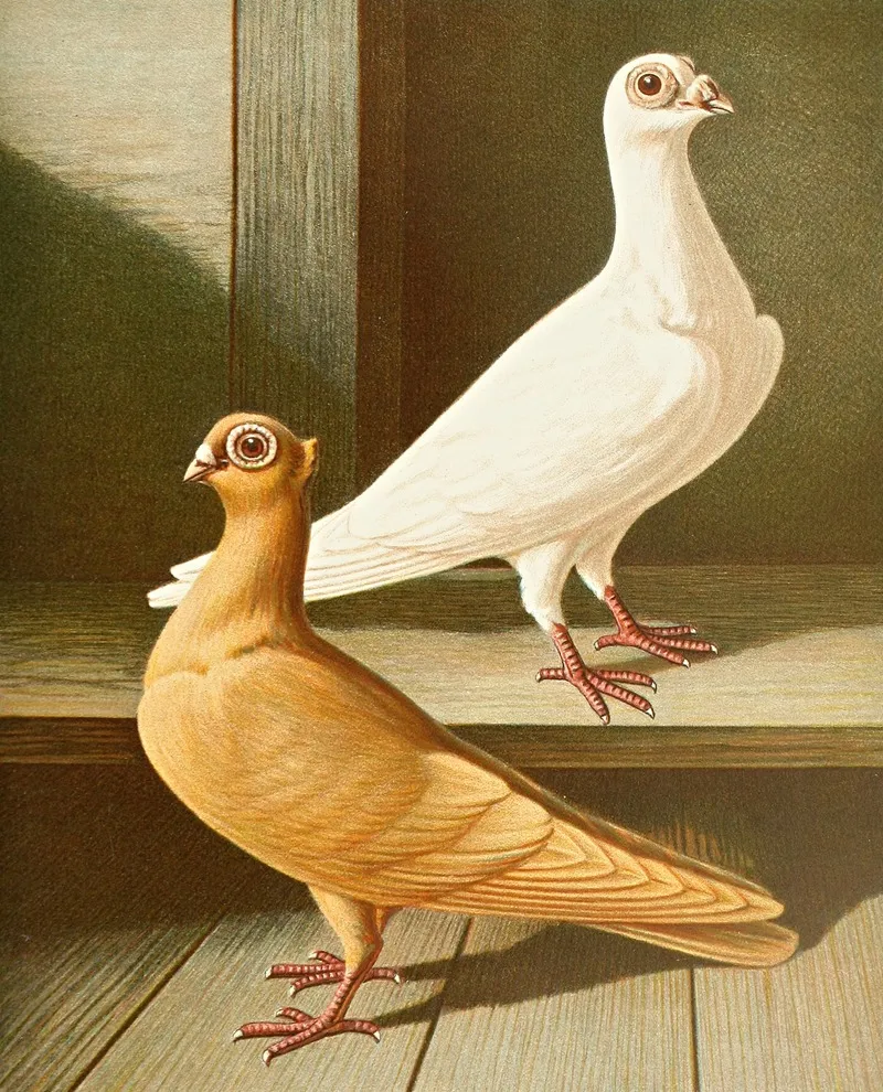 C Turcica Wall Art by Gustav Prütz - High-Resolution Digital Print