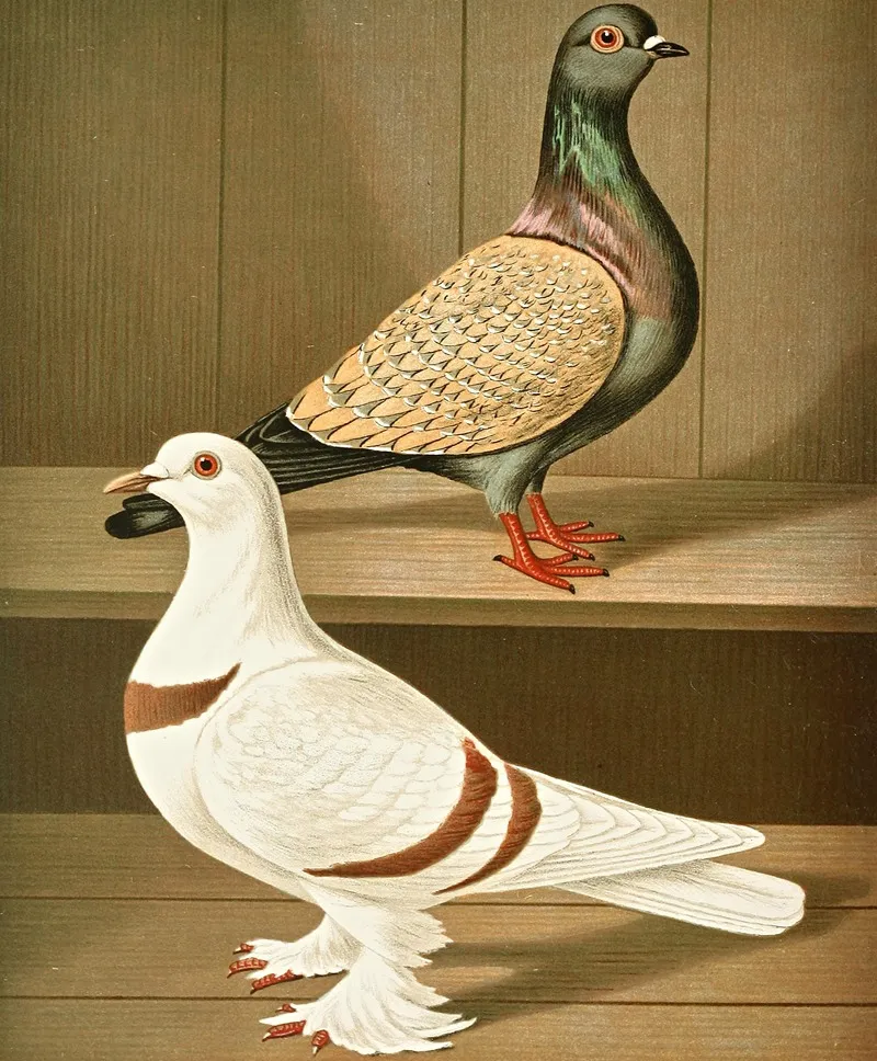 C Vietoriae C Helvetiae Wall Art by Gustav Prütz - High-Resolution Digital Print