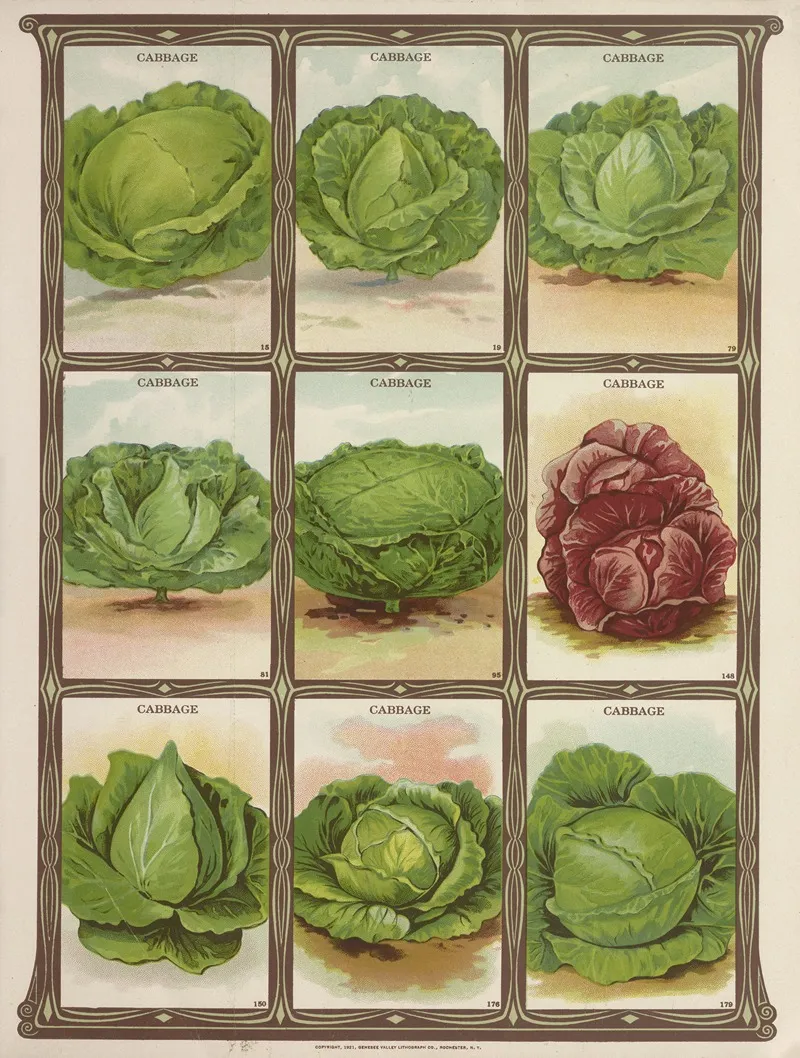 Cabbage 2 Wall Art by Genesee Valley Lithograph Co. - High-Resolution Digital Print