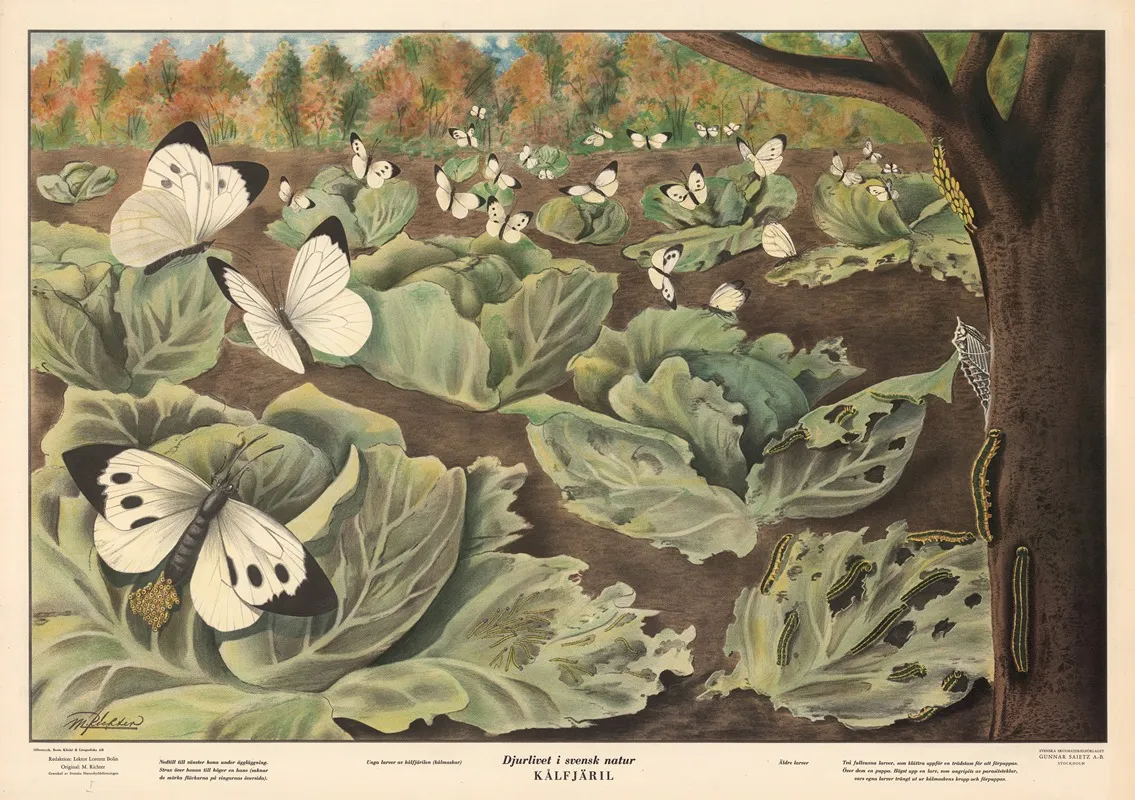 Cabbage Butterfly 3 Wall Art by Max Richter - High-Resolution Digital Print