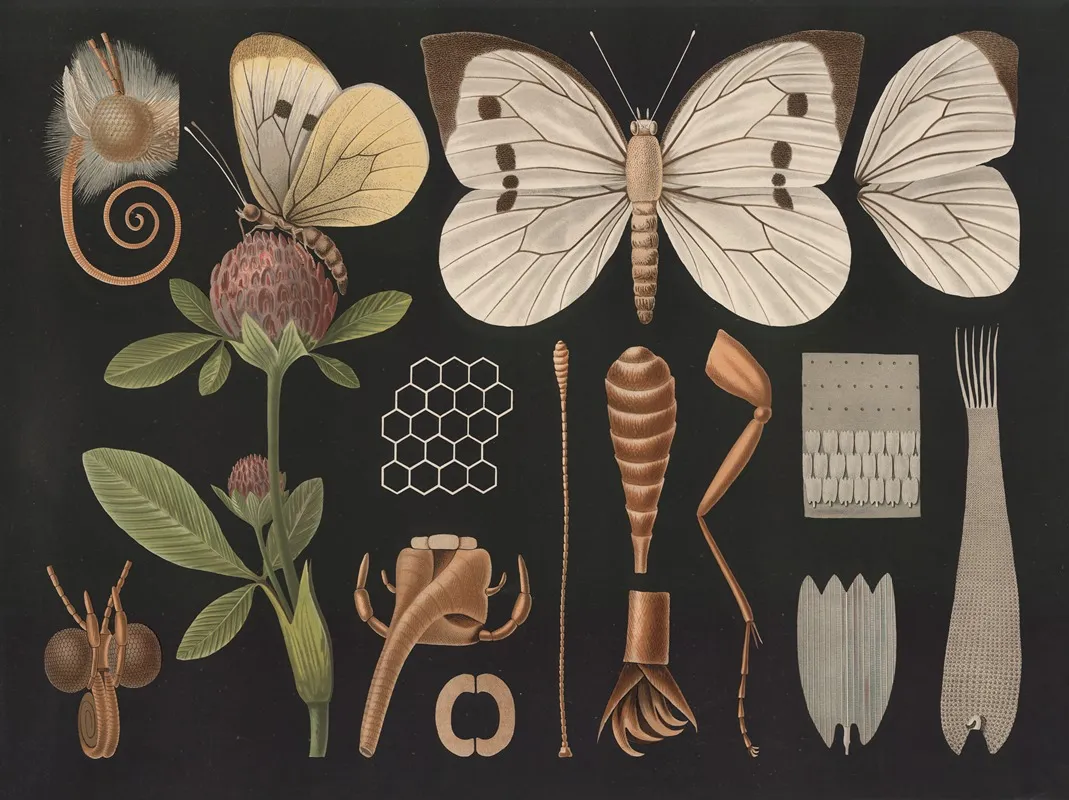 Cabbage Butterfly Pieris Brassicae Ii Wall Art by Gottlieb von Koch - High-Resolution Digital Print