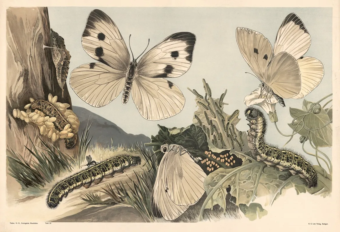 Cabbage Butterfly Wall Art by Alfred Fiedler - High-Resolution Digital Print