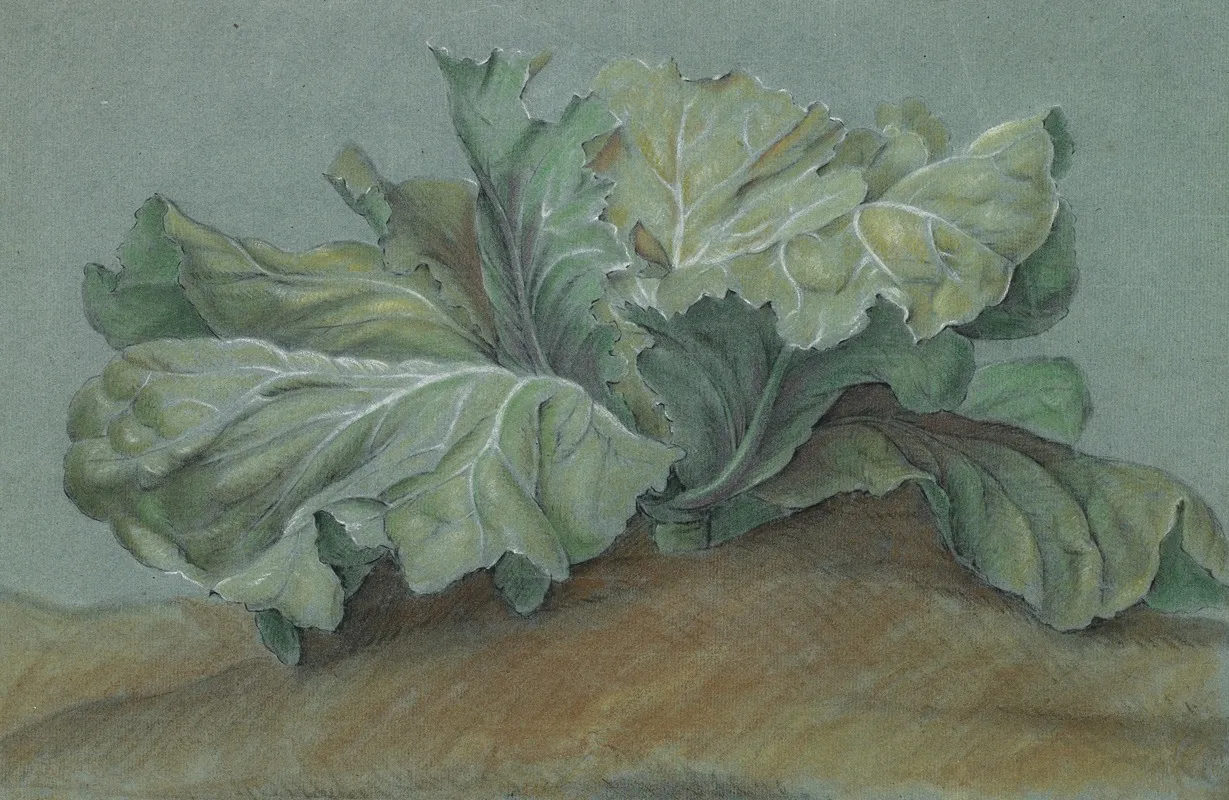 Cabbage Plant