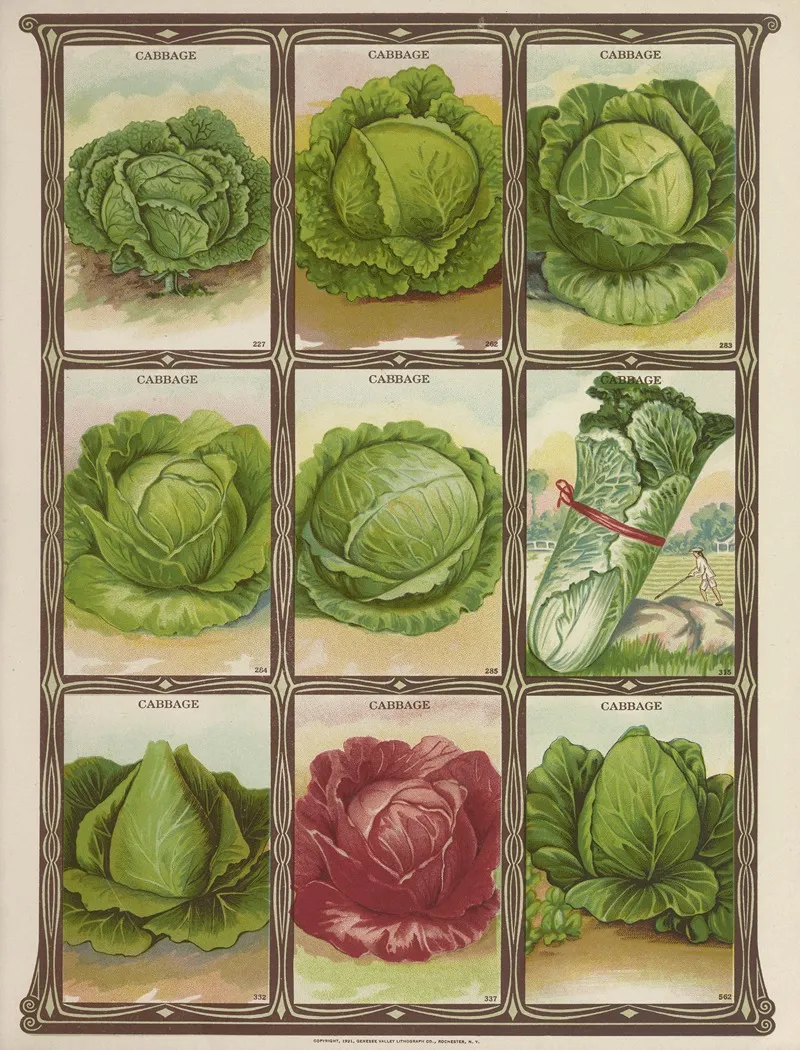Cabbage Wall Art by Genesee Valley Lithograph Co. - High-Resolution Digital Print