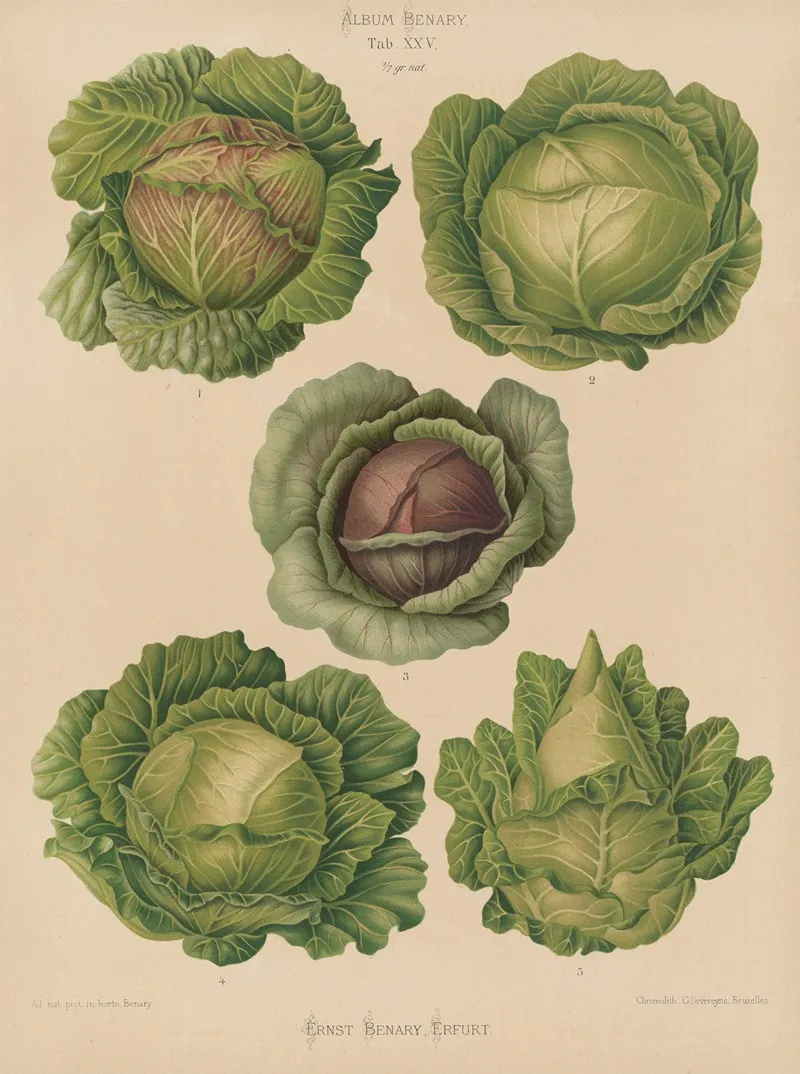 Cabbages Wall Art by Ernst Benary - High-Resolution Digital Print