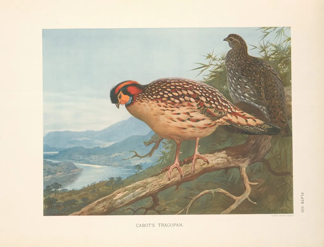 Cabots Tragopan Tragopan Caboti Wall Art by Archibald Thorburn - High-Resolution Digital Print