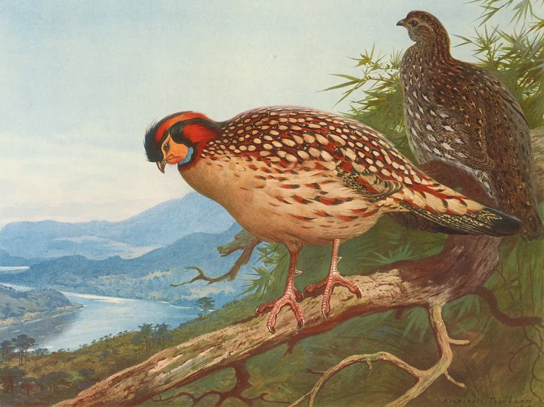 Cabots Tragopan Wall Art by Archibald Thorburn - High-Resolution Digital Print
