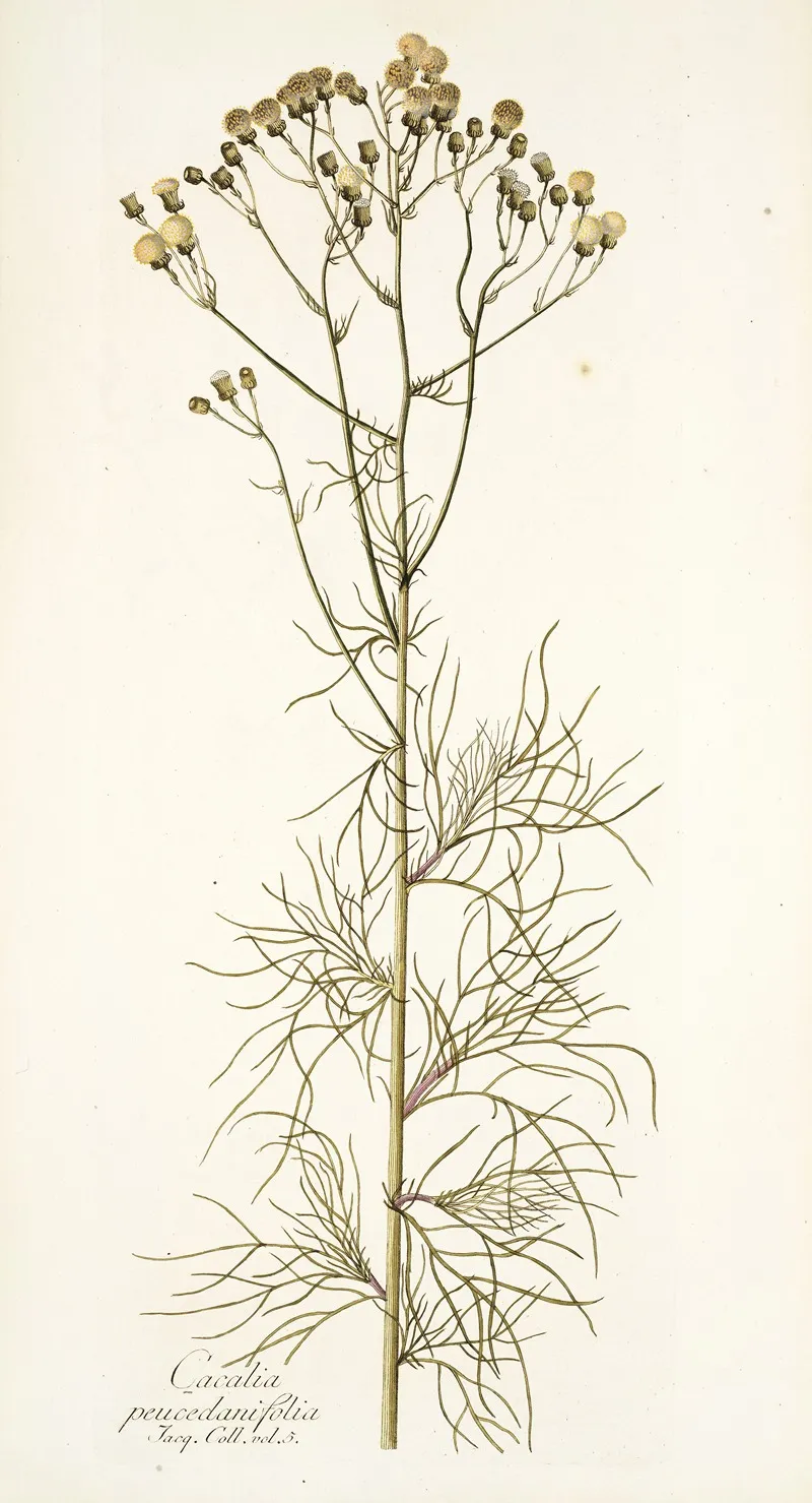 Cacalia Peucedanifolia Wall Art by Nikolaus Joseph Freiherr von Jacquin - High-Resolution Digital Print