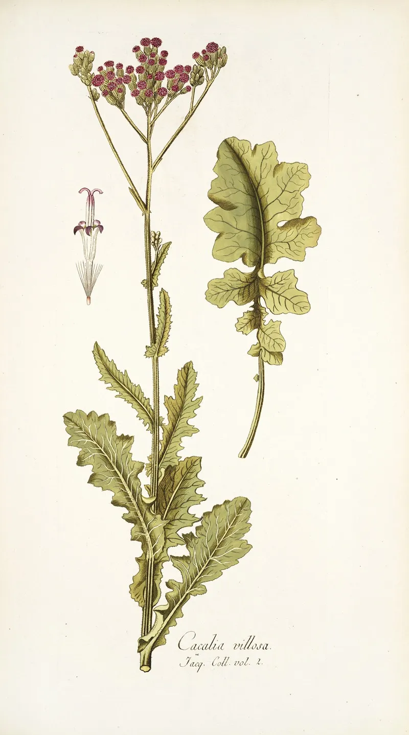 Cacalia Villosa Wall Art by Nikolaus Joseph Freiherr von Jacquin - High-Resolution Digital Print