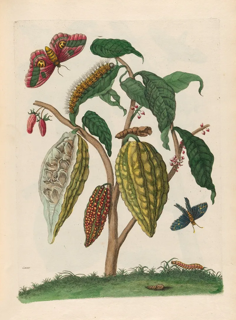 Cacao 4
