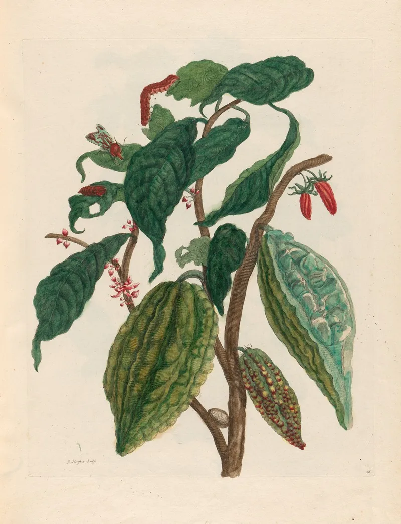 Cacao 5