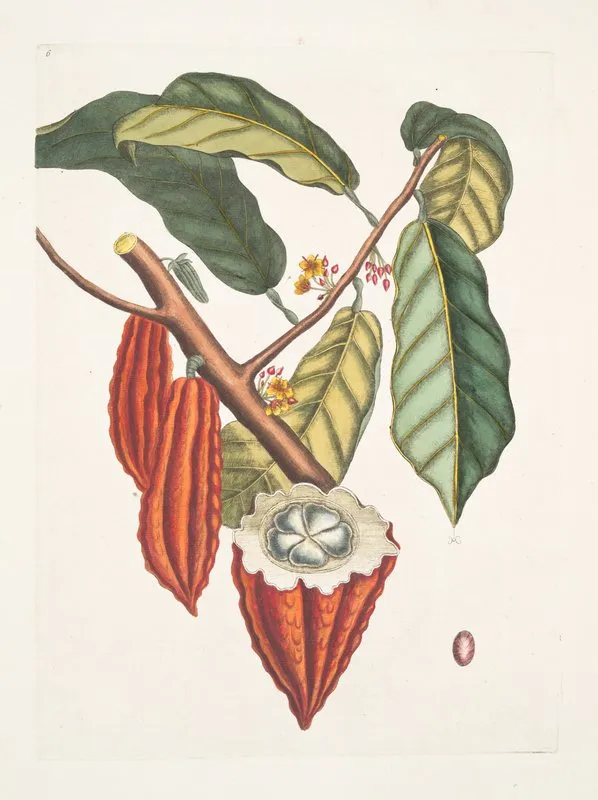 Cacao Arbor The Cacao Tree Wall Art by Mark Catesby - High-Resolution Digital Print
