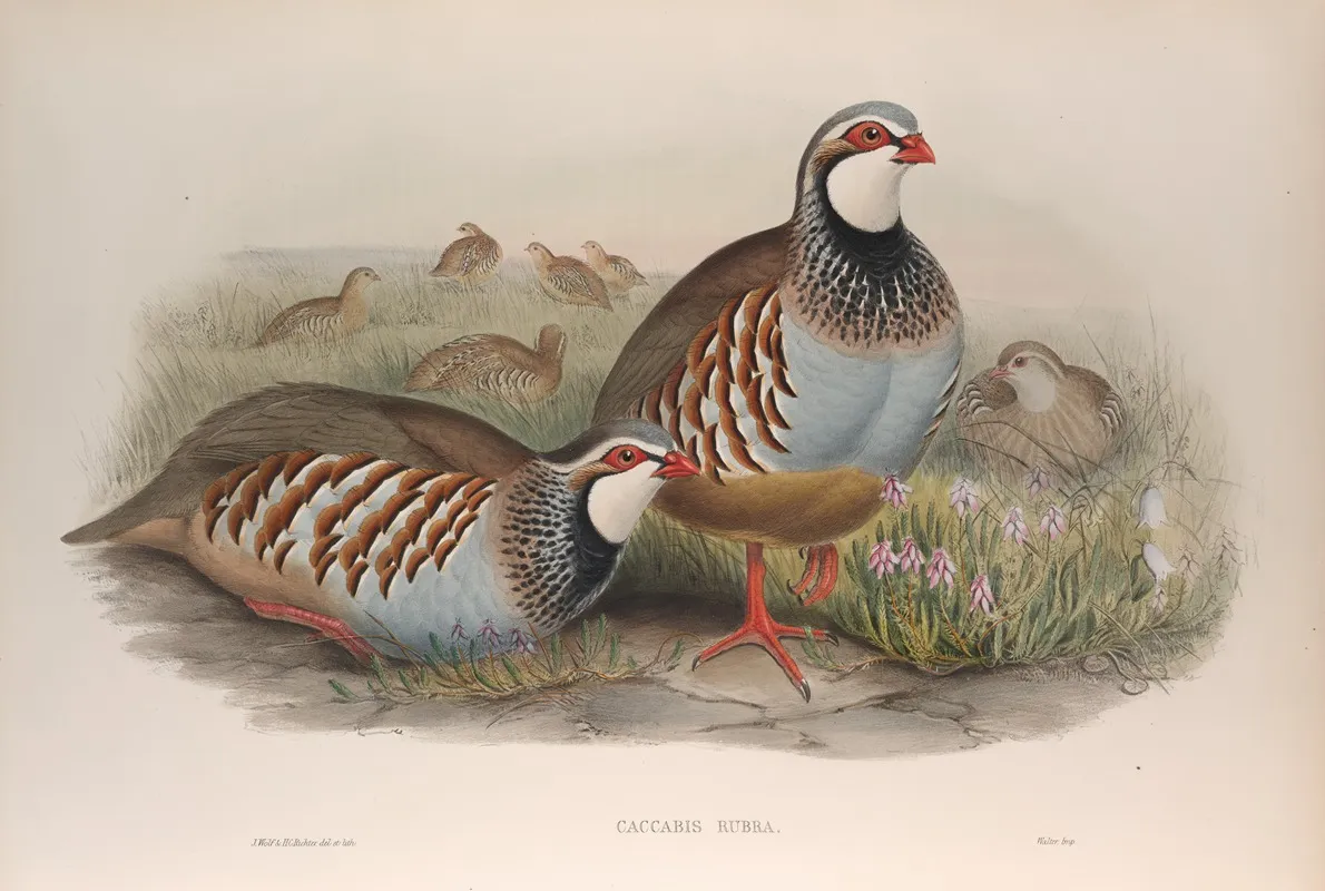 Caccabis Rubra Red Legged Partridge Wall Art by John Gould - High-Resolution Digital Print