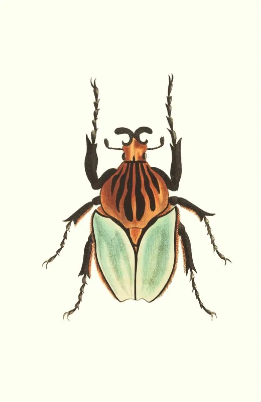 Cacique Beetle Wall Art by George Shaw - High-Resolution Digital Print