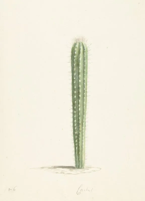Cactus 2 Wall Art by Laurens Vincentsz. van der Vinne - High-Resolution Digital Print