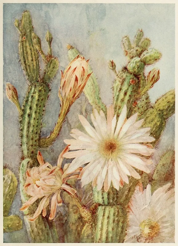 Cactus 4 Wall Art by Joseph Kallaus - High-Resolution Digital Print