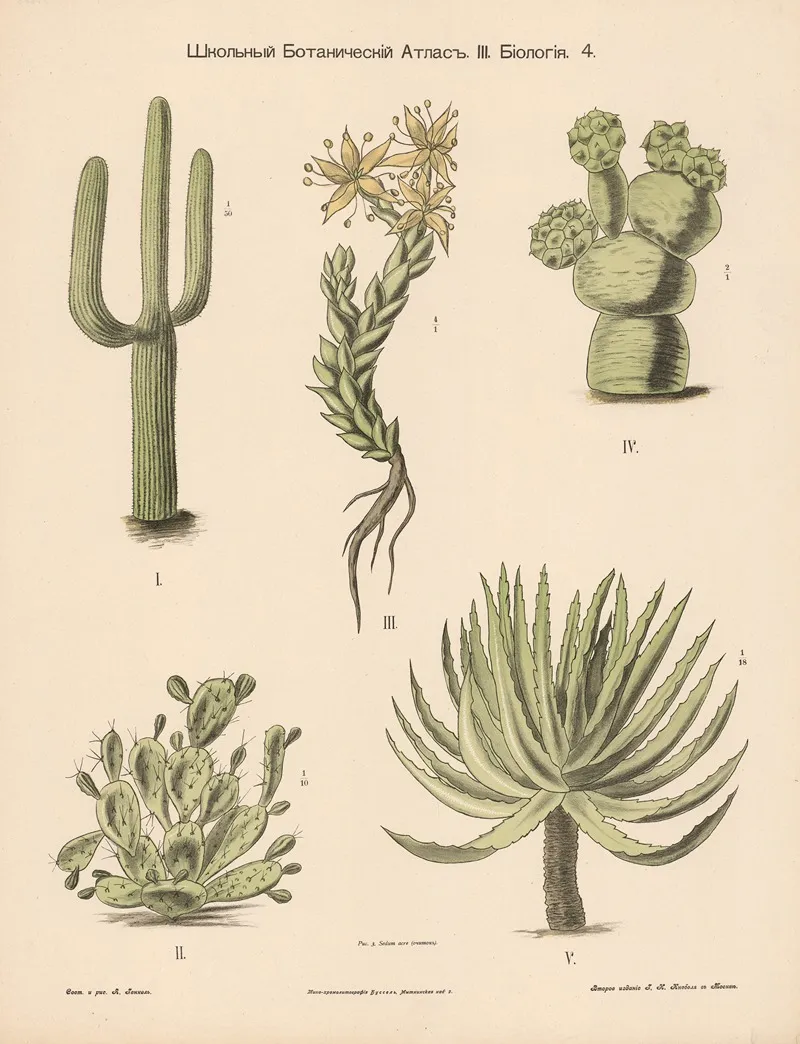 Cactus 6 Wall Art by Alexander-Paul Henckel - High-Resolution Digital Print
