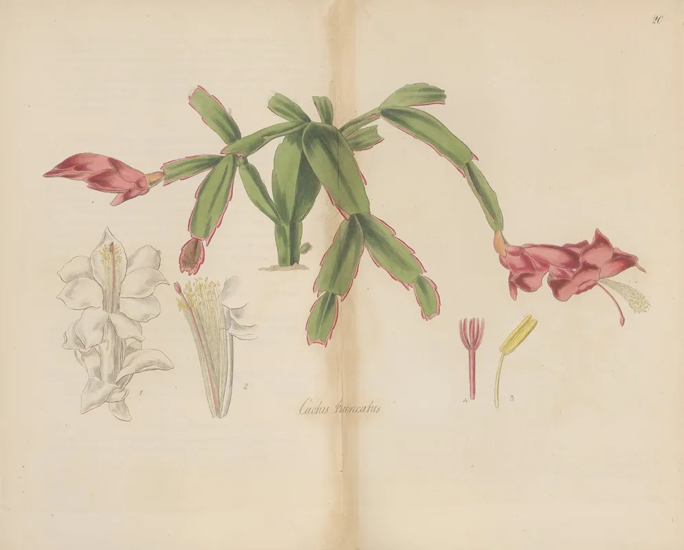 Cactus Truncatus Wall Art by William Jackson Hooker - High-Resolution Digital Print