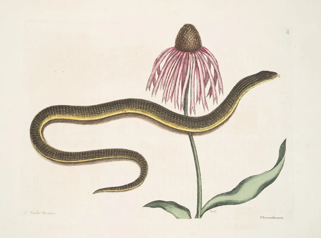 Caecilia Maculata The Glass Snake Chrysanthemum Wall Art by Mark Catesby - High-Resolution Digital Print