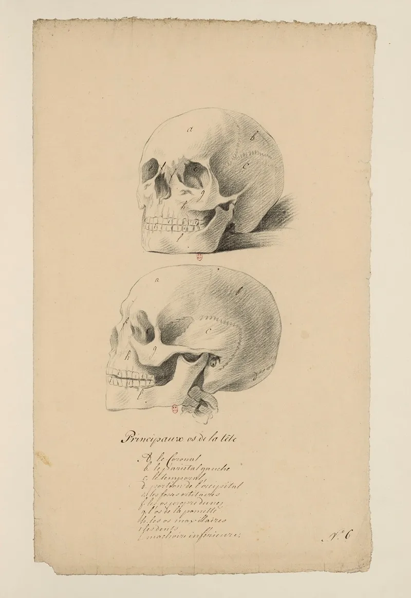Cahiers Danatomie Pl 05