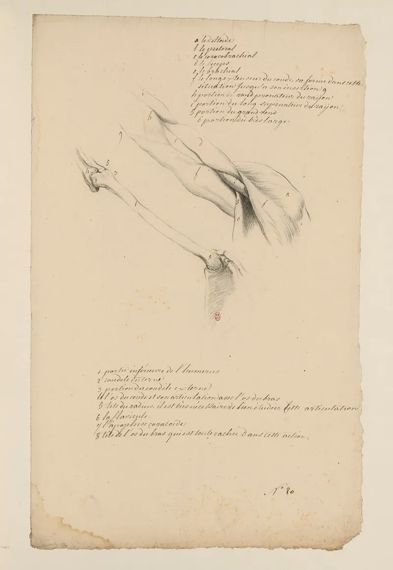 Cahiers Danatomie Pl 19