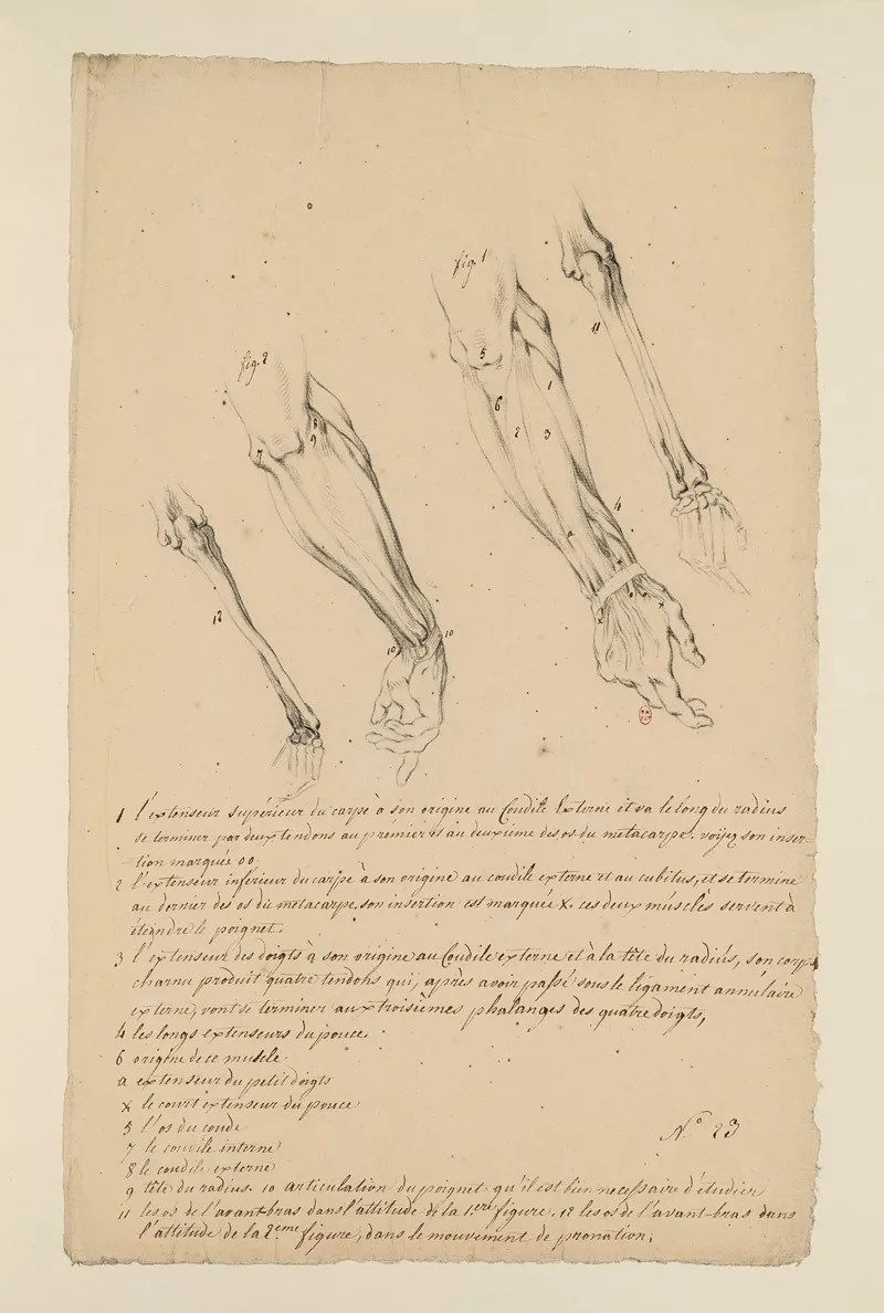 Cahiers Danatomie Pl 22