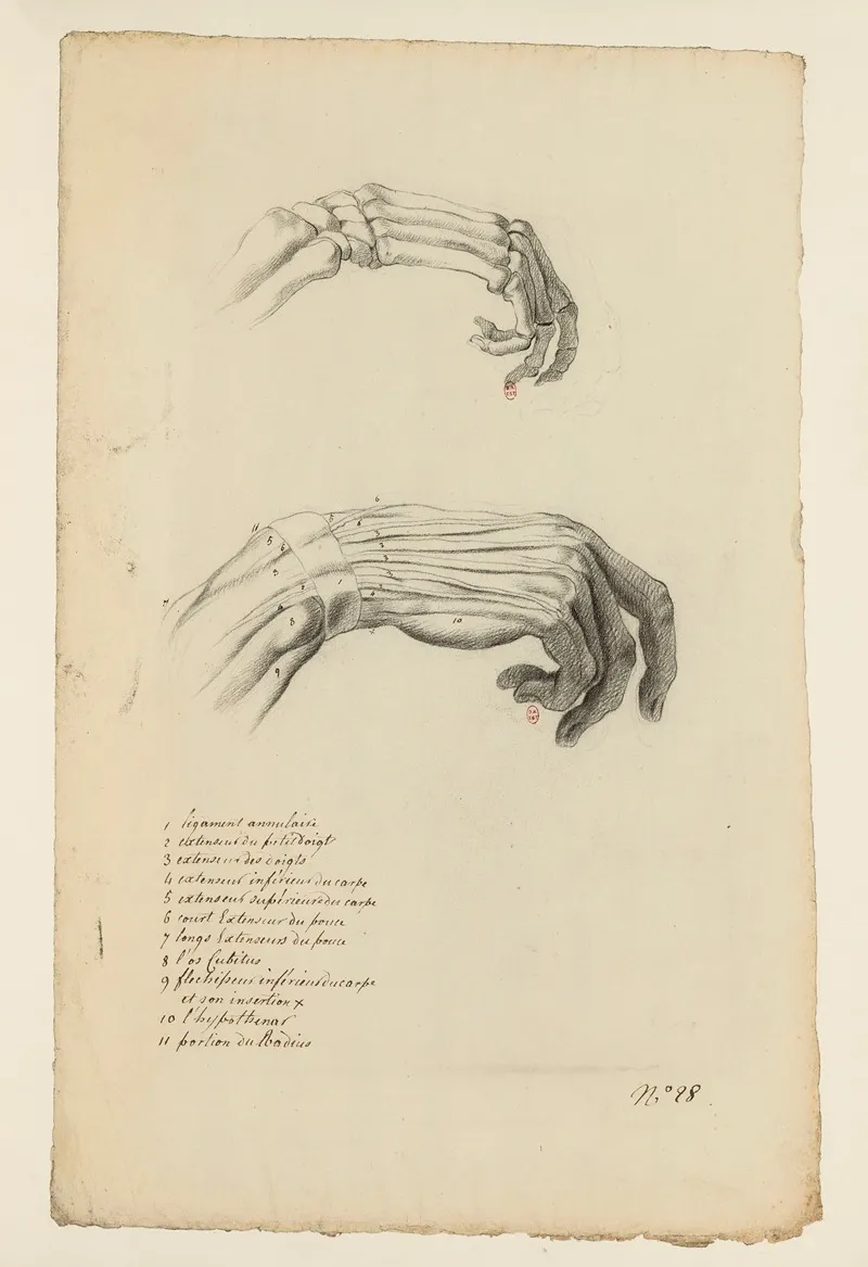 Cahiers Danatomie Pl 23