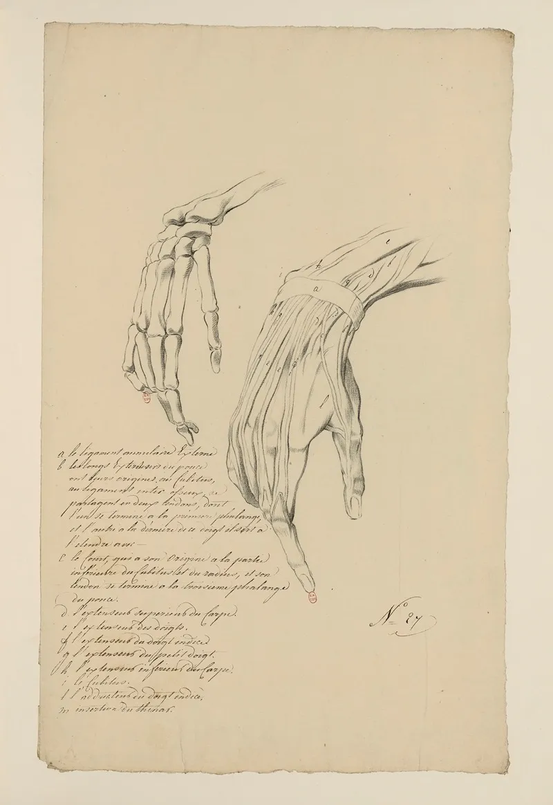 Cahiers Danatomie Pl 24