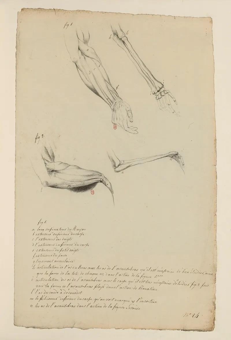 Cahiers Danatomie Pl 26