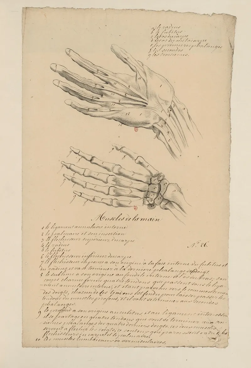 Cahiers Danatomie Pl 27